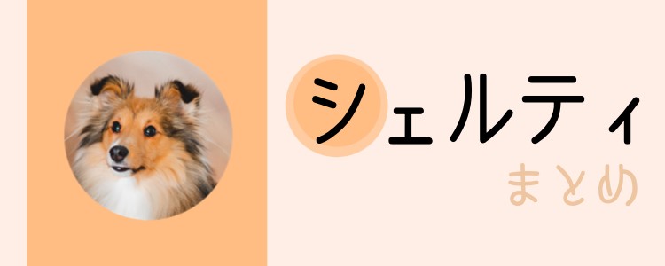 気品漂うシェルティ！